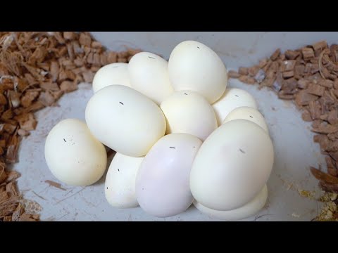 一番巨大なボールパイソンが大量の卵を産み落としました(YouTube)