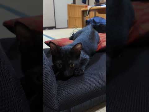 【猫旅館】部屋に遊びに来た子猫、黒猫ちゃんの方はかなり激しい(YouTube)