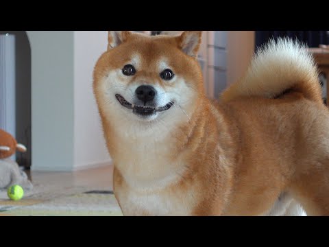 柴犬ハチは大好きなママの不在で絶望と希望を味わったようです。(YouTube)