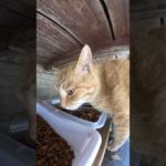 カリカリビュッフェでお腹いっぱい食べる猫 #cat  #ネコ #野良猫ちゃん(YouTube)