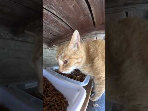 カリカリビュッフェでお腹いっぱい食べる猫 #cat  #ネコ #野良猫ちゃん(YouTube)