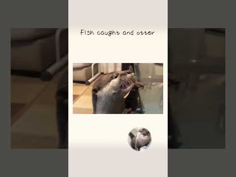 Fish caught and otter(YouTube)