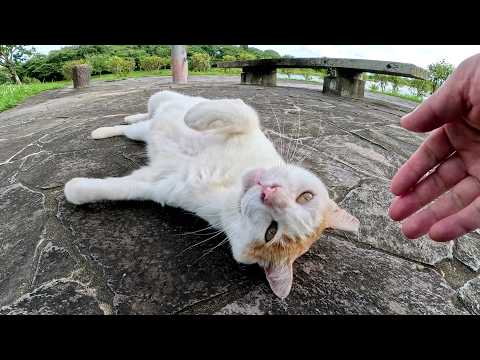 人懐っこい茶シロ猫と一緒にベンチにお出かけして夕涼みをする(YouTube)