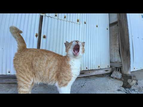 猫島の猫の港のパトロールに付いていってきた(YouTube)