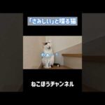 「さみしい」と喋る天才猫 #shorts(YouTube)