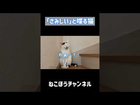 「さみしい」と喋る天才猫 #shorts(YouTube)