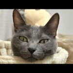 夜ご飯を終えた猫たちのまったり配信🐱(YouTube)
