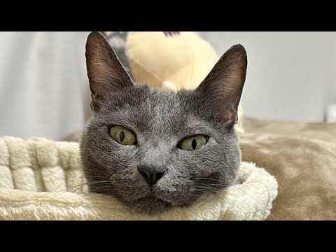 夜ご飯を終えた猫たちのまったり配信🐱(YouTube)