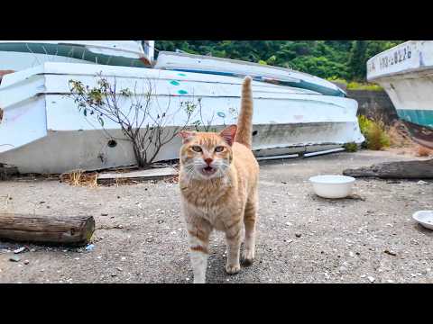 フェリー乗り場の受付猫ちゃん、漁港の舟下からモフられに出てきた(YouTube)