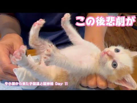 朝から悲劇が  牛小屋から来た子猫達と猫神様 Day 11  テト104  ヌトニモ33  2024 07 17 2(YouTube)