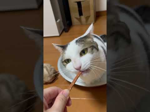 豆大福の弱点発見！(YouTube)