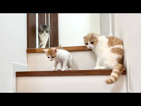 生まれて初めての階段が怖くて降りられない子猫を心配してる兄猫たちが健気すぎました…(YouTube)
