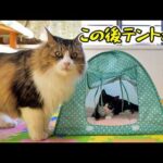 子猫達とボス猫父ちゃんのテント遊びがはちゃめちゃ過ぎた🎪🐈🐈💨【仲良し子猫姉妹の成長記録】(YouTube)