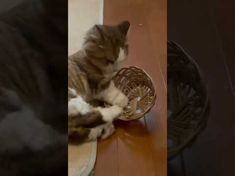 何か意味があるんだと思われます(YouTube)