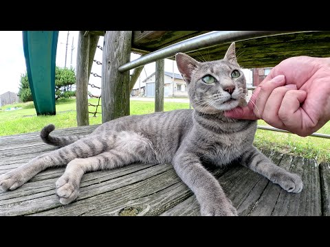 遊具で一人遊びをしている灰色猫ちゃんをモフったら警戒された(YouTube)