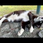 チョビ髭のハチワレ猫がベンチの下で裏返しになってお昼寝する(YouTube)