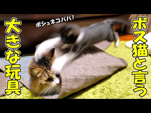 子猫の挑発に乗ってしまったボス猫の末路‥🐈🐈💨【仲良し子猫姉妹の成長記録】(YouTube)