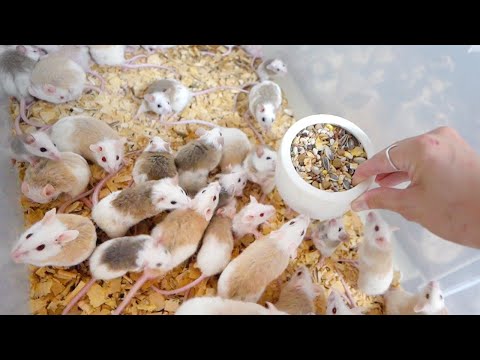 大量の腹ペコマウスにご飯を入れると大乱闘になる(YouTube)