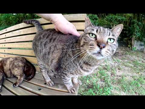 キジトラ猫とサビ猫がベンチに寝転んで人間にナデナデされる(YouTube)