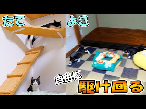 家中を縦横無尽に駆け回る爆走姉妹をもう誰も止められない🐈🐈💨【仲良し子猫姉妹の成長記録】(YouTube)