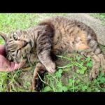 キジトラ猫がベンチから降りてきて地面に寝転がってモフらさてくれた(YouTube)
