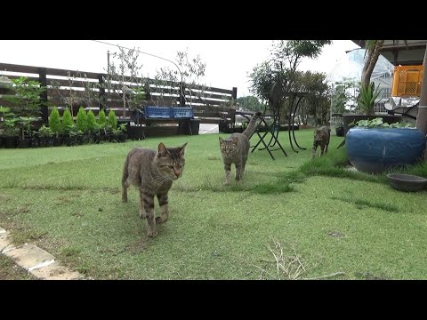 子分を従える貫禄のキジトラ姐さん(YouTube)