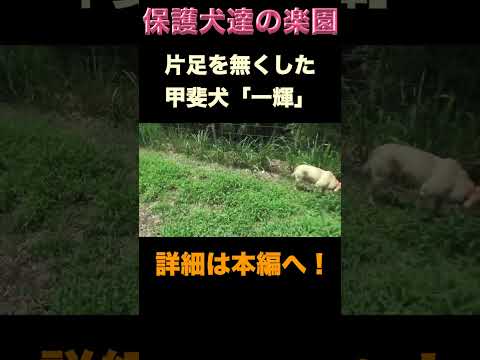 トラバサミに片足を奪われた甲斐犬 #甲斐 #shorts #保護犬(YouTube)