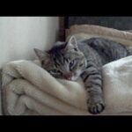 大赤字が確定の果樹園を猫と一緒に周る【豊作祈願】(YouTube)