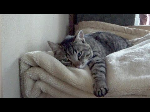 大赤字が確定の果樹園を猫と一緒に周る【豊作祈願】(YouTube)