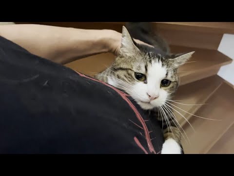 猫と暮らしていたら朝イチは地味に忙しいという幸せがある(YouTube)