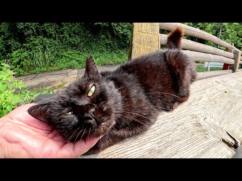 黒猫ちゃんが海が見渡せるベンチを独り占めしてくつろいでいた(YouTube)