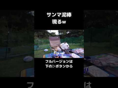 泥棒犬w#shorts #切り抜き #犬のいる暮らし #犬(YouTube)