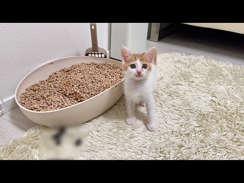 初めてのトイレに失敗してうんちを漏らしちゃった子猫がこうなっちゃいました…(YouTube)
