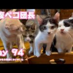 新腹ペコ団長に就任しました  小さな猫は生き神様になりました  Day 94  2024 07 07 1(YouTube)