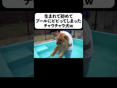 生まれて初めてプールにビビってしまったチャウチャウ犬w(YouTube)