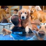 いつもお兄ちゃん頑張ってる愛犬達をもてなしてみた(YouTube)
