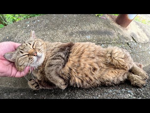 涼しい日陰を見つけて体を伸ばしてリラックスする猫達(YouTube)