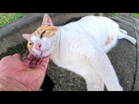 太った茶シロ猫が人間の前でコテンと寝転んでモフりを要求してきた(YouTube)