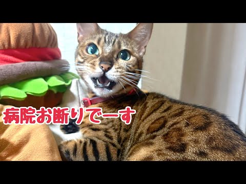 ベルの体重が激減したので慢性腎不全が進行していないか検査しに行きます(YouTube)