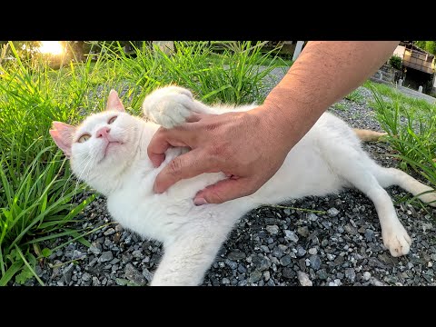 広場で寝転んで夕日を浴びる茶シロ猫ちゃんをモフる(YouTube)