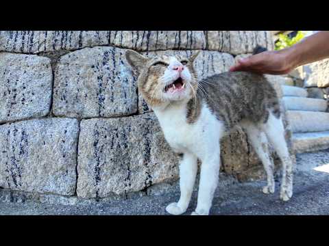 撫でられて喜ぶ猫島の猫ちゃん、遠くにさっきケンカした猫が見えたので唸る(YouTube)