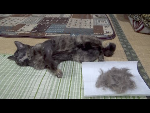 病気の猫をブラッシングしてあげたらだいぶ喜んでくれた(YouTube)
