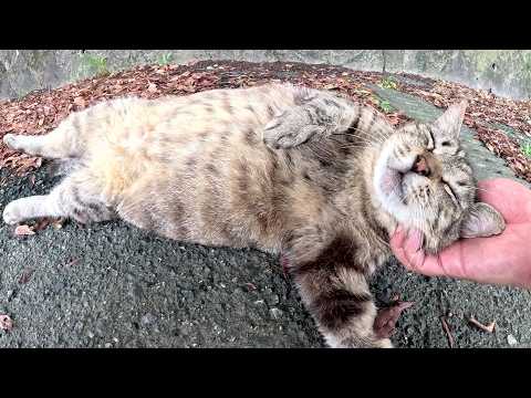 太ったキジトラ猫がお腹を丸出しにして爆睡する(YouTube)