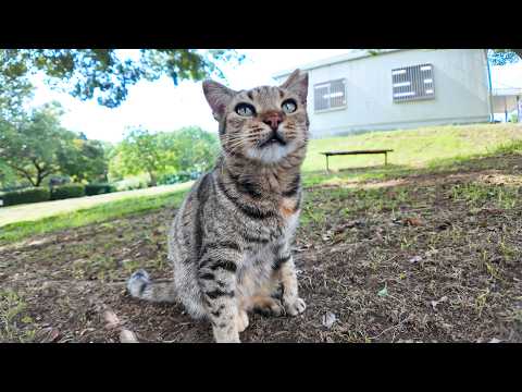 公園の芝生広場にいた猫を撫でるとゴロゴロと喜んでカワイイ(YouTube)