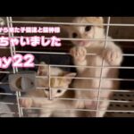 ちょっとPしちゃったニャン  牛小屋から来た子猫達と猫神様 Day22 Teto115 NutoNimo44  2024 07 28 1(YouTube)