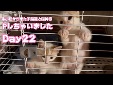 ちょっとPしちゃったニャン  牛小屋から来た子猫達と猫神様 Day22 Teto115 NutoNimo44  2024 07 28 1(YouTube)