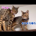 実家でもファザコン全開のお嬢猫(YouTube)
