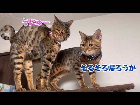実家でもファザコン全開のお嬢猫(YouTube)