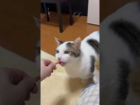 最後の秀吉・・・何？(YouTube)