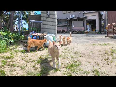 猫島の小学校の登校風景(YouTube)
